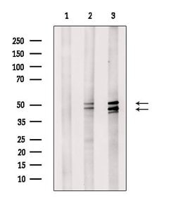 Invitrogen Phospho-JNK1/JNK2/JNK3 (Thr183, Tyr185) Polyclonal Antibody