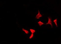 Phospho-RelB (Ser573) Polyclonal Antibody, Invitrogen 100 &mu;L; Unconjugated:Antibodies,