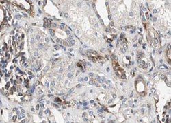 Phospho-RelB (Ser573) Polyclonal Antibody, Invitrogen 100 &mu;L; Unconjugated:Antibodies,