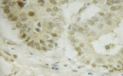 Invitrogen Phospho-IRF3 (Ser386) Polyclonal Antibody 100 &mu;L; Unconjugated:Antibodies,
