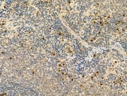 Invitrogen Phospho-IRF3 (Ser386) Polyclonal Antibody 100 &mu;L; Unconjugated:Antibodies,