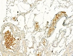 Invitrogen Phospho-IRF3 (Ser386) Polyclonal Antibody 100 &mu;L; Unconjugated:Antibodies,