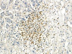 Invitrogen Phospho-IRF3 (Ser386) Polyclonal Antibody 100 &mu;L; Unconjugated:Antibodies,