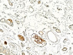 Invitrogen Phospho-IRF3 (Ser386) Polyclonal Antibody 100 &mu;L; Unconjugated:Antibodies,