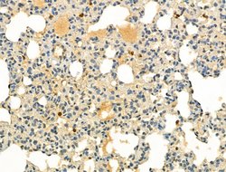 Invitrogen Phospho-IRF3 (Ser386) Polyclonal Antibody 100 &mu;L; Unconjugated:Antibodies,