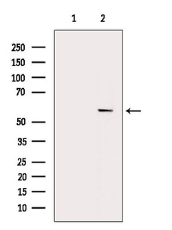 Invitrogen Phospho-IRF3 (Ser386) Polyclonal Antibody 100 &mu;L; Unconjugated:Antibodies,