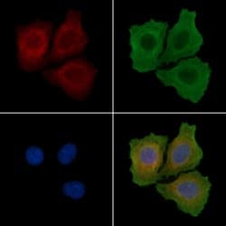 Invitrogen Phospho-FRS2 (Tyr436) Polyclonal Antibody 100 μL; Unconjugated:Antibodies,