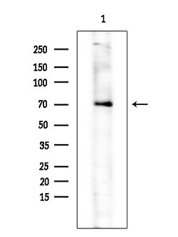 Invitrogen Phospho-FRS2 (Tyr436) Polyclonal Antibody 100 μL; Unconjugated:Antibodies,