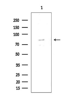 Invitrogen FOXP1 Polyclonal Antibody 100 &mu;L; Unconjugated:Antibodies,