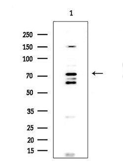 Invitrogen FOXP1 Polyclonal Antibody 100 &mu;L; Unconjugated:Antibodies,