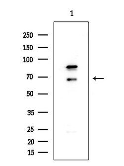 Invitrogen FOXP1 Polyclonal Antibody 100 &mu;L; Unconjugated:Antibodies,