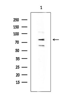 Invitrogen FOXP1 Polyclonal Antibody 100 &mu;L; Unconjugated:Antibodies,