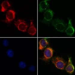 Invitrogen NDUFA4 Polyclonal Antibody 100 &mu;L; Unconjugated:Antibodies,