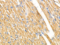 Invitrogen NDUFA4 Polyclonal Antibody 100 &mu;L; Unconjugated:Antibodies,