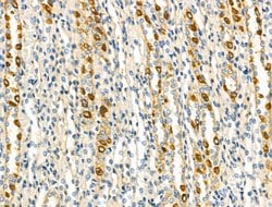 Invitrogen NDUFA4 Polyclonal Antibody 100 &mu;L; Unconjugated:Antibodies,