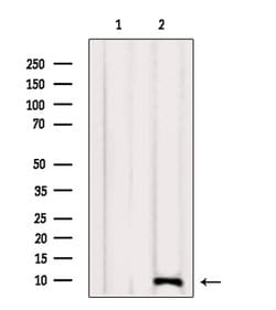Invitrogen NDUFA4 Polyclonal Antibody 100 &mu;L; Unconjugated:Antibodies,