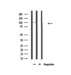 Invitrogen mGluR4 Polyclonal Antibody 100 &mu;L; Unconjugated:Antibodies,