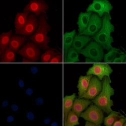 Invitrogen HSP70 Polyclonal Antibody 100 &mu;L; Unconjugated:Antibodies,