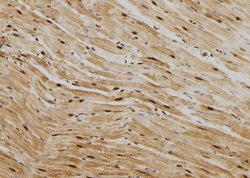 Invitrogen HSP70 Polyclonal Antibody 100 &mu;L; Unconjugated:Antibodies,