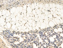 Invitrogen HSP70 Polyclonal Antibody 100 &mu;L; Unconjugated:Antibodies,