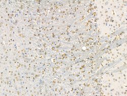 Invitrogen HSP70 Polyclonal Antibody 100 &mu;L; Unconjugated:Antibodies,