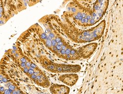 Invitrogen HSP70 Polyclonal Antibody 100 &mu;L; Unconjugated:Antibodies,