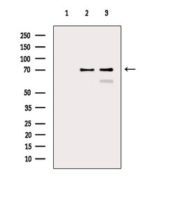 Invitrogen HSP70 Polyclonal Antibody 100 &mu;L; Unconjugated:Antibodies,