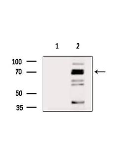 Invitrogen HSP70 Polyclonal Antibody 100 &mu;L; Unconjugated:Antibodies,