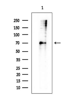 Invitrogen HSP70 Polyclonal Antibody 100 &mu;L; Unconjugated:Antibodies,