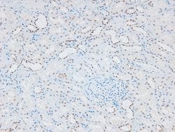 Invitrogen Phospho-eNOS (Ser1179) Polyclonal Antibody 100 &mu;L; Unconjugated:Antibodies,