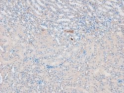 Invitrogen Phospho-eNOS (Ser1179) Polyclonal Antibody 100 &mu;L; Unconjugated:Antibodies,