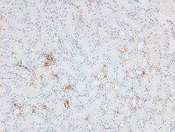 Invitrogen Phospho-eNOS (Ser1179) Polyclonal Antibody 100 &mu;L; Unconjugated:Antibodies,