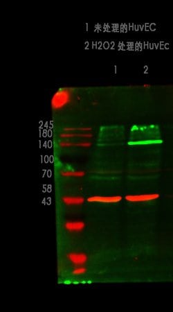 Invitrogen Phospho-eNOS (Ser1179) Polyclonal Antibody 100 &mu;L; Unconjugated:Antibodies,