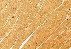 Invitrogen Phospho-ASK1 (Thr838) Polyclonal Antibody 100 &mu;L; Unconjugated:Antibodies,