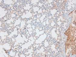 Invitrogen Phospho-Caveolin 2 (Ser23) Polyclonal Antibody 100 &mu;L; Unconjugated:Antibodies,