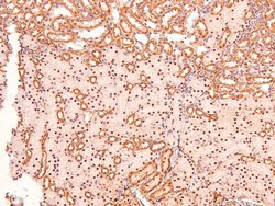 Invitrogen Phospho-Caveolin 2 (Ser36) Polyclonal Antibody 100 &mu;L | Buy Online | Invitrogen&trade; | Fisher Scientific