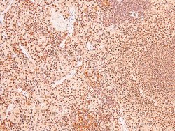 Invitrogen Phospho-Caveolin 2 (Ser36) Polyclonal Antibody 100 &mu;L | Buy Online | Invitrogen&trade; | Fisher Scientific