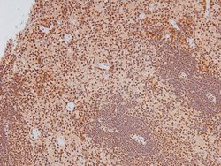 Invitrogen Phospho-Caveolin 2 (Ser36) Polyclonal Antibody 100 &mu;L | Buy Online | Invitrogen&trade; | Fisher Scientific