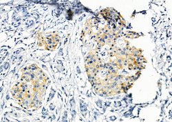 Invitrogen Phospho-eNOS (Ser114) Polyclonal Antibody 100 &mu;L; Unconjugated:Antibodies,