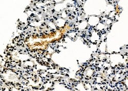 Invitrogen Phospho-eNOS (Ser114) Polyclonal Antibody 100 &mu;L; Unconjugated:Antibodies,