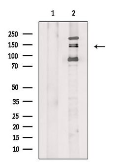 Invitrogen Phospho-eNOS (Ser114) Polyclonal Antibody 100 &mu;L; Unconjugated:Antibodies,