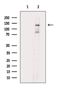 Invitrogen Phospho-eNOS (Ser114) Polyclonal Antibody 100 &mu;L; Unconjugated:Antibodies,