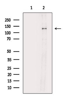 Invitrogen Phospho-eNOS (Ser114) Polyclonal Antibody 100 &mu;L; Unconjugated:Antibodies,