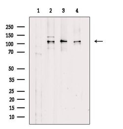 Invitrogen Phospho-Rb (Thr252) Polyclonal Antibody 100 &mu;L; Unconjugated:Antibodies,