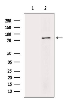 Invitrogen Phospho-Tau (Ser717, Ser400) Polyclonal Antibody 100 &mu;L | Buy Online | Invitrogen&trade; | Fisher Scientific