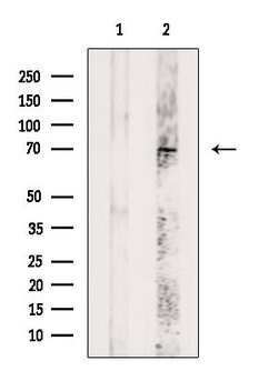 Invitrogen Phospho-p70 S6 Kinase (Ser427) Polyclonal Antibody 100 &mu;L;