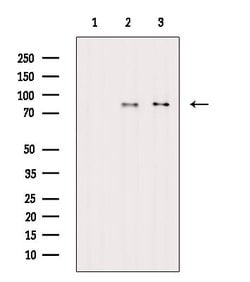 Invitrogen Phospho-eIF2b epsilon (Ser525) Polyclonal Antibody 100 &mu;L | Buy Online | Invitrogen&trade; | Fisher Scientific