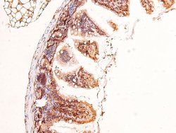 Invitrogen Phospho-53BP1 (Ser29) Polyclonal Antibody 100 &mu;L; Unconjugated:Antibodies,