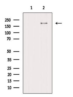 Invitrogen Phospho-53BP1 (Ser29) Polyclonal Antibody 100 &mu;L; Unconjugated:Antibodies,