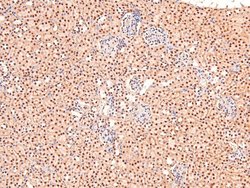 Phospho-BCLAF1 (Ser531) Polyclonal Antibody, Invitrogen 100 &mu;L; Unconjugated:Antibodies,